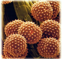 Ragweed Pollen Allergy Testing Dallas Ft.Worth Plano Texas